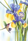 Hummingbird and Iris